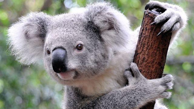 Austr&aacute;lia